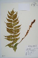 藏品(全緣貫眾蕨)的圖片