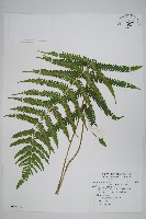 藏品(野小毛蕨)的圖片