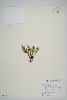 藏品(蒿蕨)的圖片