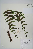 藏品(箭葉水龍骨、擬水龍骨)的圖片