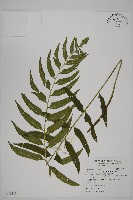 藏品(狹葉貫眾蕨)的圖片