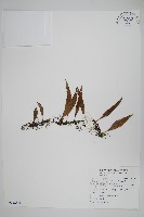 藏品(瓦葦)的圖片