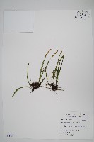 藏品(擬芨瓦葦)的圖片