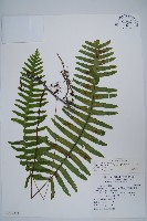 藏品(大葉水龍骨)的圖片