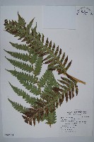 藏品(東方狗脊蕨)的圖片