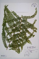 藏品(熱帶鱗蓋蕨)的圖片