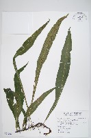 藏品(萊氏線蕨)的圖片