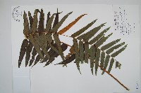 藏品(長葉腎蕨)的圖片