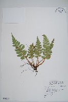 藏品(鞭葉耳蕨)的圖片