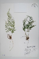 藏品(日本金粉蕨)的圖片