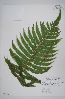 藏品(密毛毛蕨)的圖片