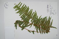 藏品(毛葉腎蕨)的圖片