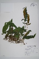 藏品(新月蕨)的圖片