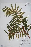 藏品(鬼桫欏)的圖片