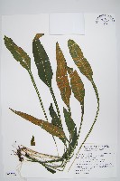 藏品(萊氏線蕨)的圖片