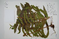 藏品(長葉腎蕨)的圖片