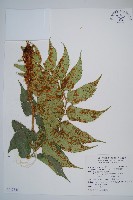 藏品(全緣貫眾蕨)的圖片