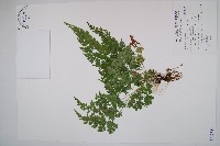 藏品(烏蕨)的圖片