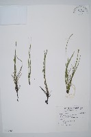 藏品(木賊)的圖片