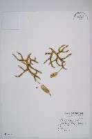 藏品(日本石松)的圖片