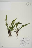 藏品(劍葉鐵角蕨、箭葉鐵角蕨)的圖片