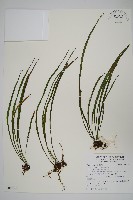 藏品(書帶蕨)的圖片