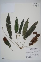 藏品(新月蕨、三葉新月蕨)的圖片