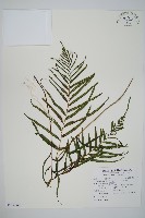 藏品(達邊蕨)的圖片