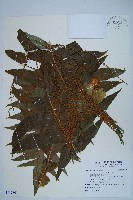 藏品(連珠蕨)的圖片