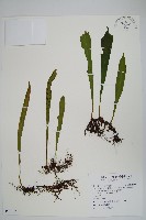 藏品(柳葉劍蕨)的圖片