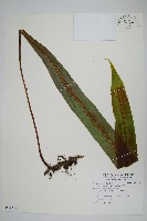 藏品(大星蕨)的圖片