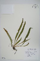 藏品(擬瓦葦)的圖片