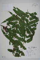 藏品(台灣毛蕨、台灣圓腺蕨)的圖片