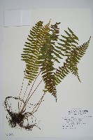 藏品(臺東耳蕨)的圖片