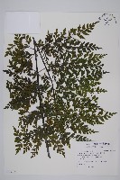 藏品(大黑柄鐵角蕨)的圖片