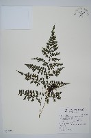 藏品(大葉貞蕨)的圖片