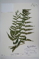 藏品(奄美雙蓋蕨)的圖片