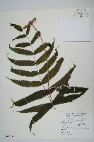 藏品(肢節蕨)的圖片