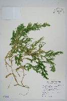 藏品(生根卷柏)的圖片