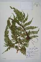 藏品(臺灣鱗毛蕨)的圖片