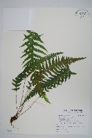 藏品(翅軸假金星蕨、短柄卵果蕨)的圖片