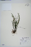 藏品(細葉碎米蕨)的圖片