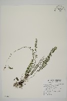 藏品(愛氏鐵線蕨)的圖片