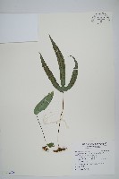 藏品(三葉茀蕨)的圖片