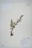 藏品(粉背蕨)的圖片