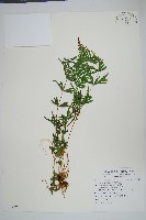 藏品(天草鳳尾蕨)的圖片