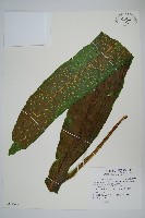 藏品(膜葉星蕨)的圖片