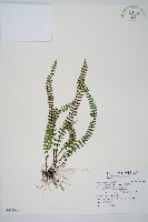 藏品(三翅鐵角蕨)的圖片