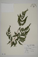 藏品(薄葉三叉蕨)的圖片