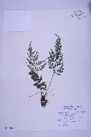 藏品(尖葉鐵角蕨)的圖片